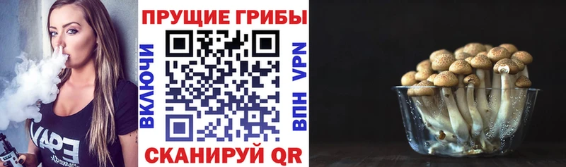 купить  сайты  Злынка  Псилоцибиновые грибы прущие грибы 